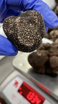 Black Winter Truffles - over 400 pounds of fresh truffles
