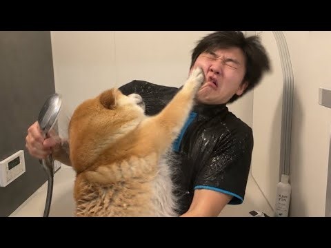 大人しくシャワーさせてくれる柴犬 A gentle Shiba Inu