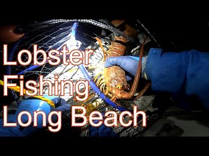 Lobster Fishing Long Beach