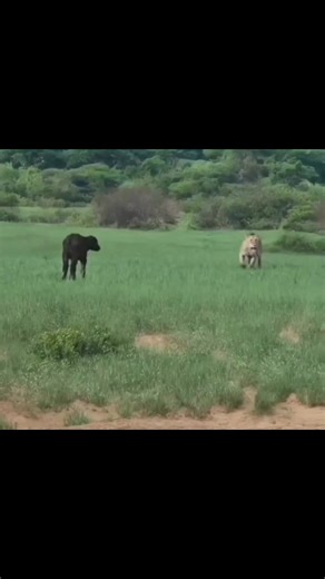 Hello and welcome to Magical Kenya 🇰🇪 contact for safari and excursions #outdoractivities #safari #hotdighitydog #midwest #outdooradventures #pressing #deer #hiking #friendship | Furaha Sitima Wanje