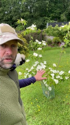 Cornus - The best flowering shrub for your garden?