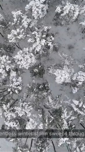 Can This Little Rabbit Escape the Snow? #animalrescue #nature #wildlife