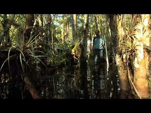 Big Cypress Gallery Swamp Walks