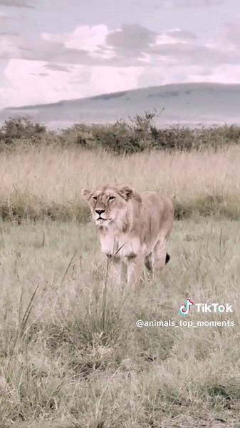 ANIMALS_TOP_MOMENTS on TikTok