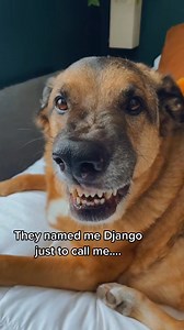 Django and his alter egos 🤣🤣🤣 | djangosmiles
