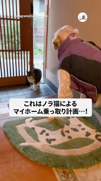 Stray cats come to take over my home | PECO