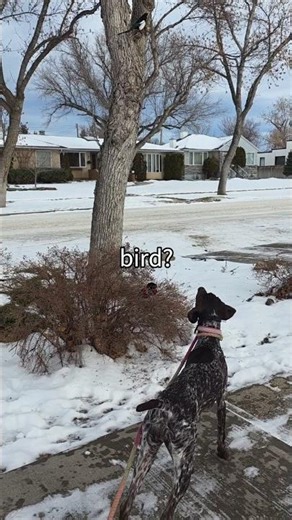 Bird dog doing bird dog things! #pointer #gsp #germanshorthairedpointer