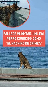24K views · 2.1K reactions | Fallece el leal perro conocido como “El Hachiko de Crimea”. Mukhtar era un can que perdió a su amado dueño, pero jamás la esperanza de reencontrarse con él. Ahora ya estarán juntos por siempre. Vuela alto fiel perrito凉. | Bunko | Facebook