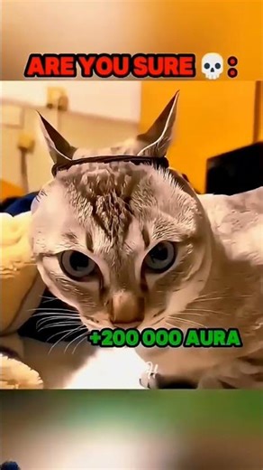 other cat vs sigma cat🙀🙀 #music #phonk