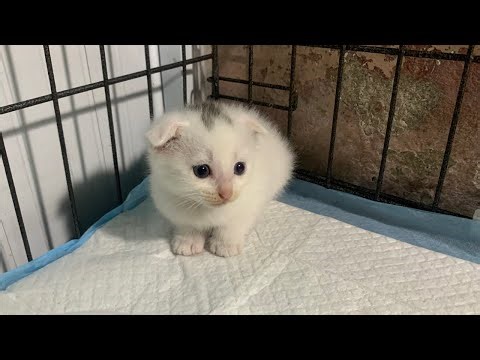 3 Cute Kittens Playing with Relaxing Music 🐱🎶 | Chill & Cozy Vibes