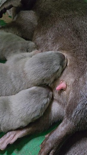 Ini enak sekali ll This is so delicious #siboni #sibona #otter #animals #cute