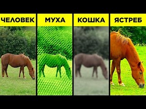 Как Видят Животные