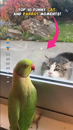 Top 10 CAT vs PARROT Moments You Won't Believe! 😹🦜