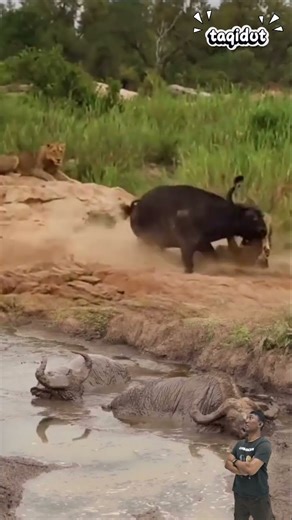 Duel sengit,"pemimpin Buffalo lawan kawanan singa,demi dua pasukannya #animals #shorts