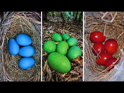 20 MOST AMAZING BIRD EGGS IN THE WORLD!