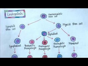 LEUKOPOIESIS || Easy Explanation||