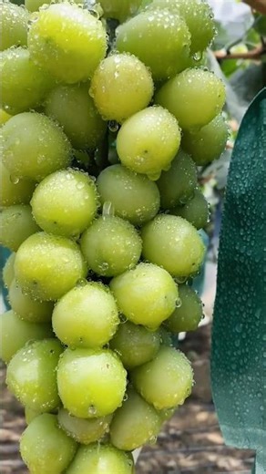 ఎందుకు ద్రాక్ష పండ్లను తొలగిస్తారు? వృథా కాదు… సీక్రెట్ ఇదిగో!