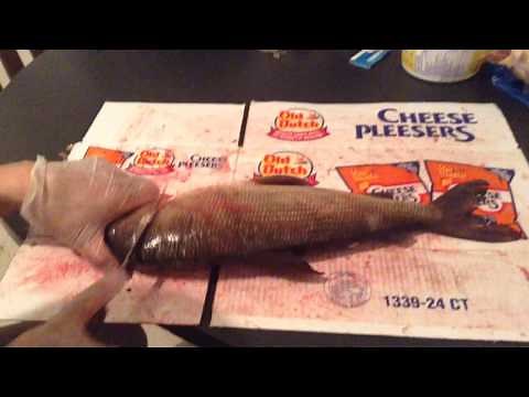 How to fillet whitefish boneless