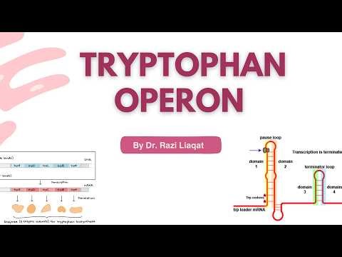Tryptophan Operon/Molecular Biology/Co-Repressor Operon