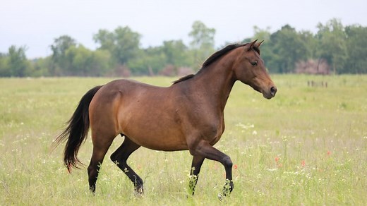 Brown Horse Names (325 Awesome Names For Stallions And Mares) - AHF