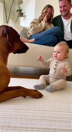 Baby Boy Scolds Rhodesian Ridgeback Dog