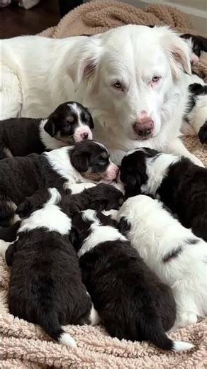 Border Collie Puppies with Albino Mom #collie #doggie #adorabledog #borderdoodle #chowchow #dog