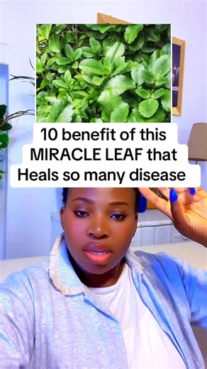 404K views · 6.5K reactions | 10 benefits of MIRACLE leaf that heals so many disease #fblifestyle #highlight #fyp #awareness #tips #benefits #caregiver #education | Queeneth Kalu | Facebook