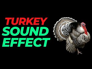 Turkey sound effect no copyright | Turkey noises | Turkey sounds | HQ turkey sound effect