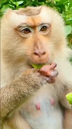 Relaxing ASMR — Happy Monkey Munching Softly 🐵