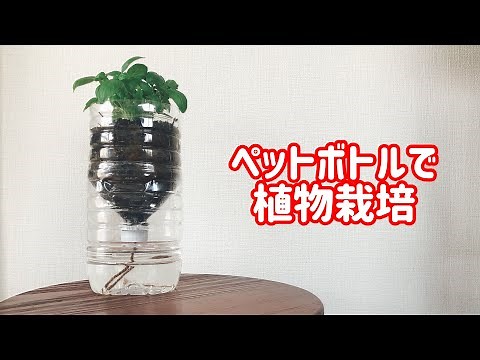 【おうち時間でDIY】ペットボトルで植物の栽培