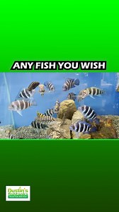 22K views · 1.9K reactions | ANY FISH YOU WISH!? Had a blast at...