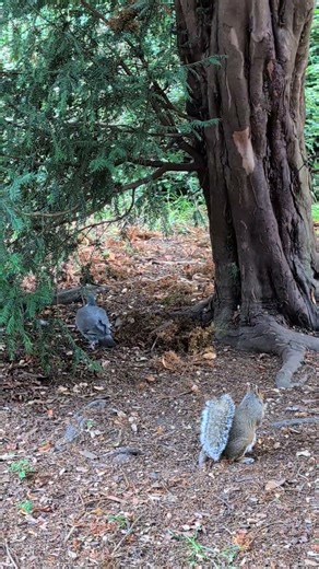 Squirrel and Wood Pigeon. #squirrel #birds #wildlife