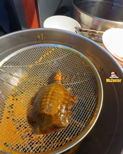My First Turtle Experience in Chengdu | Mr. Taster