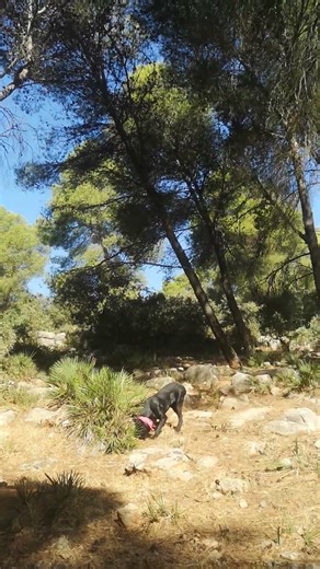 You Won’t Believe This Cane Corso Puppy Disappears in the Forest!