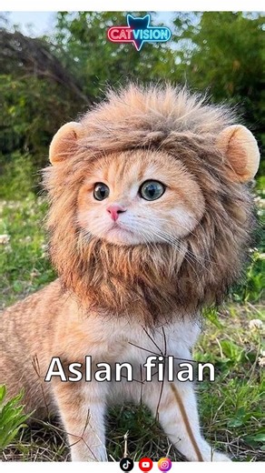 CatVision on Instagram: "Aslan Değil Kaplan Değil 😼 | DAVUK Kedi Edit Aslan falan değil 🦁❌ Kaplan falan değil 🐯❌ DAVUK Napacakmış? 🐔 Tavuğa pansuman yapacakmış 👩‍⚕️ Hemşire: Ben yapamam. Kedi nöbette 🩹😹 #kedi #tavuk #pansuman #hemşire #komikvideolar"