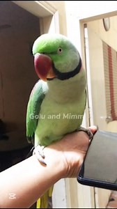 My Talking Parrot Golu #parrot #talkingparrot #indianparrot #bird #pakistan | Summaiya Farid