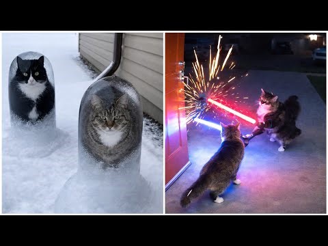 You Won’t Believe What These Sora Kitty Cats Do 😱 Unreal but Totally Real!