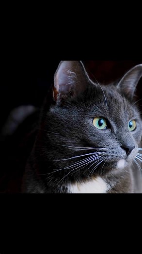 The most interesting facts about cats #cat #funny #information