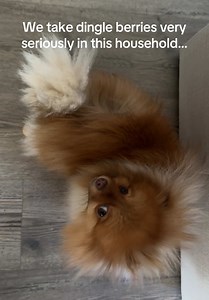 Quick Quality Check for Pomeranians