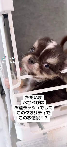 可愛いチワワのお産ラッシュとご家族募集