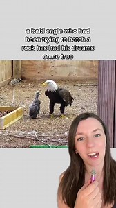 Good news of day: bald eagle who tried to hatch a rock has his dreams come true! Murphy successfully adopted an orphan eagle 🦅 Murphy and the eaglet live at the World Bird Sanctuary in Missouri. The full story is on their FB page. Their account here is @worldbirdsanctuary #eagle #eagles #worldbirdsanctuary #birdsanctuary #eaglerescue #wildliferescue #wildlife #eaglesoftiktok #eagletok #babyeagle #birds #birdtok | That Good News Girl