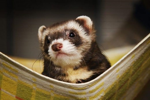 List of All Ferret Breeds! - Ferret Colors, Types and Patterns