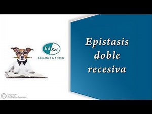 Double recessive epistasis 🟢