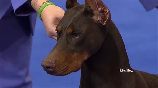 The Majestic Doberman Pinscher