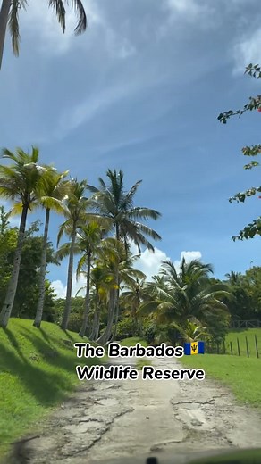 8.5K views · 168 reactions | Spend a day at the Barbados Wildlife Reserve and get up close with our island’s amazing wildlife!  You’ll be able to meet furry and feathered friends who call Barbados home. : Barbados Wildlife Reserve : @voicebehindthelens #VisitBarbados #MyBarbados #LoveBarbados | Visit Barbados | Facebook
