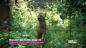 This six-part series follows Head Vet Amanda Salb and the dedicated team at Malawi’s only animal rescue centre, who will stop at nothing to save injured and orphaned animals and get them back into the wild where they belong. Catch Malawi Wildlife Rescue, this Sunday on Love Nature 4K! | Love Nature | Facebook