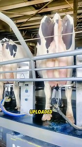 2.4K views · 151 reactions | This is the process of robotic dairy farming | Lee Yumi | Facebook