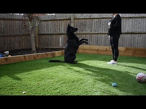 Black German Shepherd Tricks
