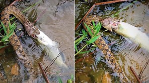 Incredible pictures of snake devouring fish remind us it's the time of year for snakes in Texas