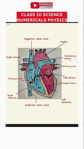 Structure of human heart diagram easy explanation class 10 science